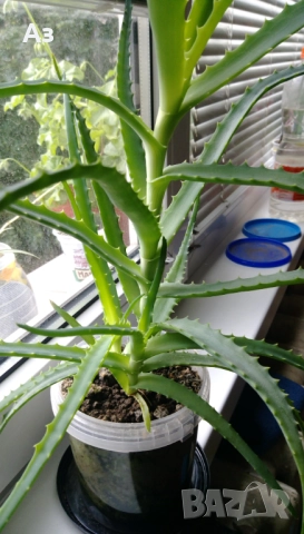 продавам цветя Алое лечебно, снимка 8 - Стайни растения - 52135889