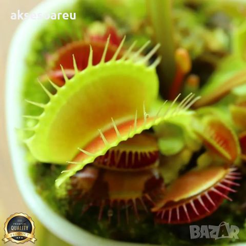 100 семена Венерина мухоловка Dionaea muscipula Семена Мухоловка Бонсай месоядно растение яде насеко, снимка 16 - Сортови семена и луковици - 46364658