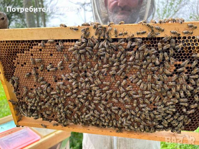 Продавам пчелни семейства и отводки , снимка 3 - За пчели - 45179835