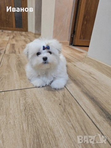 Мини малтийска болонка , снимка 6 - Болонка - 53686634