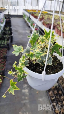 Кошница с Бръшлян, Hedera Helix Yellow Ripple, снимка 7 - Градински цветя и растения - 53377089