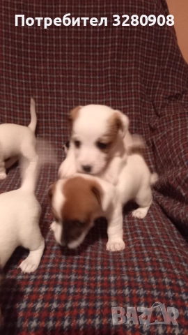 Малки кученца Джак Ръсел 