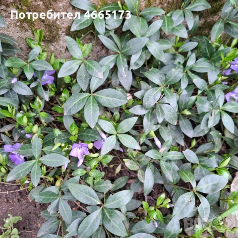 Градинска Винка Минор , снимка 4 - Градински цветя и растения - 54059975