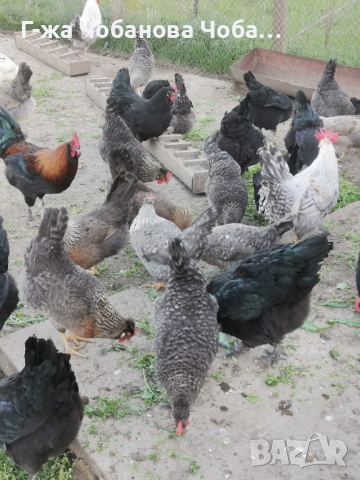 Продавам яйца от великденски носачки-новото поколение, снимка 12 - Кокошки и пуйки - 45061583
