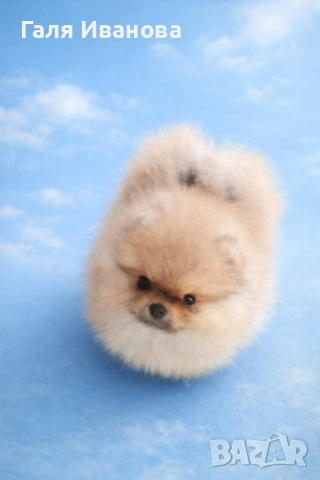 Миниатюрни померани