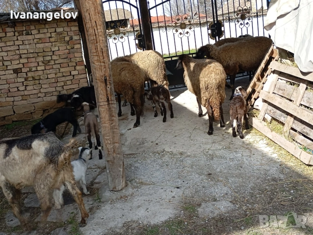плевенски овце хубави , снимка 6 - Овце - 53807495