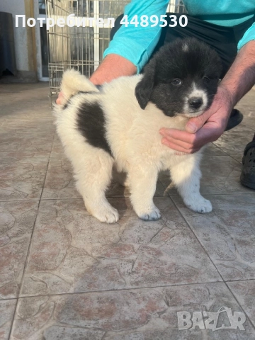 Сертифициран Развъдник продава българско овчарско куче / каракачанка, снимка 2 - Каракачанска овчарка - 50499590