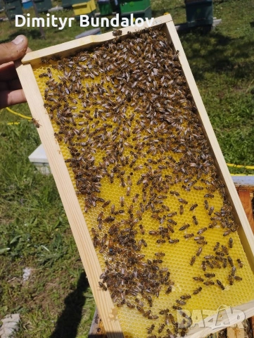 пчелни отводки 2026г, снимка 5 - Други животни - 53377170