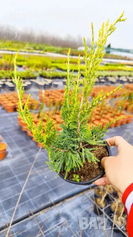 Хвойна Старо Злато, Juniperus Old Gold, снимка 11 - Градински цветя и растения - 39205397
