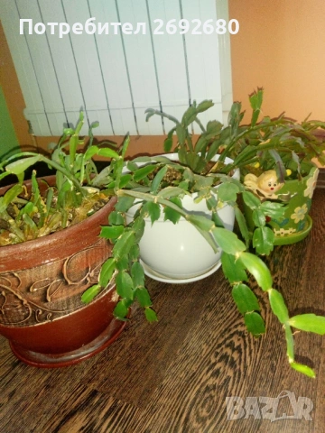 Коледничета в големи керамични саксии 