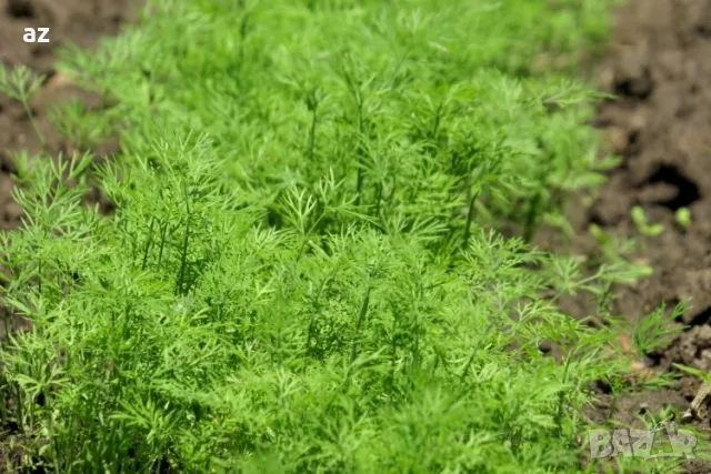 копър, снимка 5 - Сортови семена и луковици - 49747097