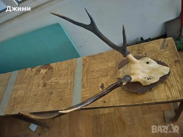 различни симетрични трофеи, снимка 15 - Антикварни и старинни предмети - 47085516