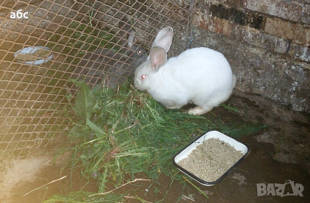 домашни зайци