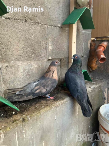 чифт Египетски суифт 