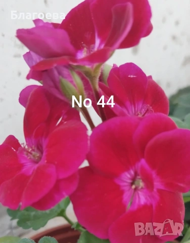 Комплект вкоренени резници Мушкато 10 бр - 9 цвята , снимка 6 - Стайни растения - 46905641