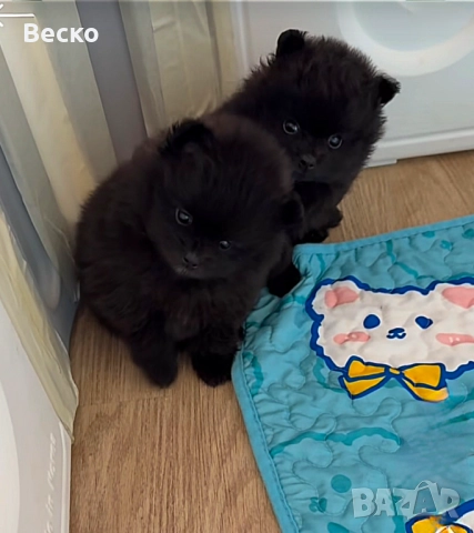 Померан мини мъжко и женско , снимка 5 - Померан - 52595465