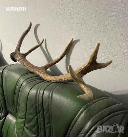 Рога елен 4 броя 13,3 кг. , снимка 5 - Други ценни предмети - 54103807