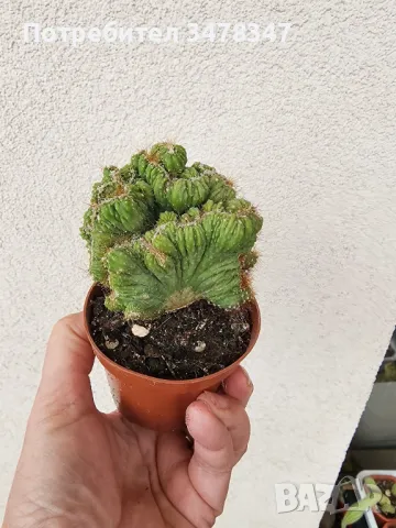 Кактуси по 10 лв, снимка 3 - Стайни растения - 50418240