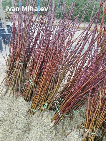 промо цени за дръвчета и лози, снимка 2 - Градински цветя и растения - 53928143