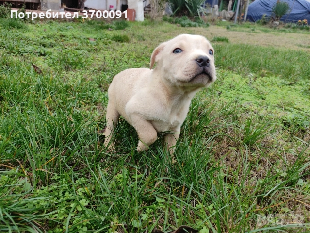 питбул , снимка 5 - Питбул - 52574169