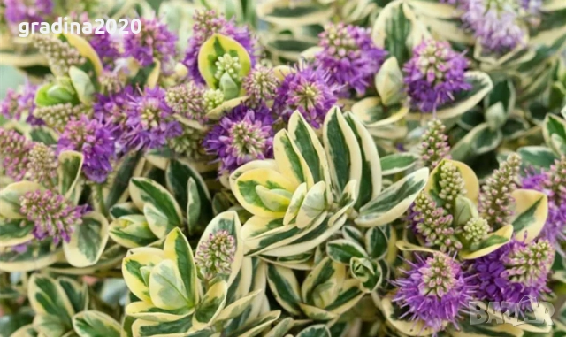 Хебе Триколор, снимка 5 - Разсади - 51618289