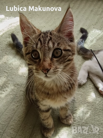 Безплатно, снимка 3 - Мейн кун - 52004434