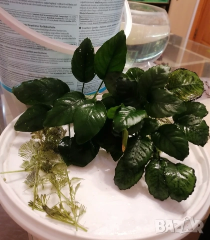 Продавам Пистия Криптокорин и други растения , снимка 6 - Аквариуми - 52808885