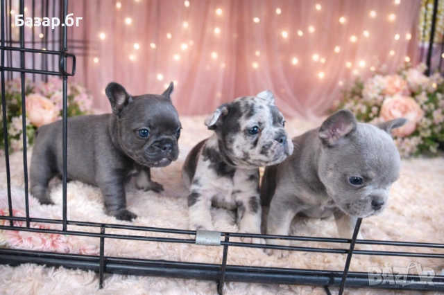 Френски булдочета ( флъфи ген)