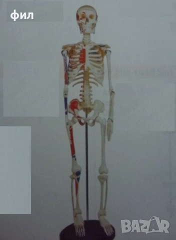 Скелет костите си клати - цял 85см, но и разглобен! , снимка 2 - Други - 39696877