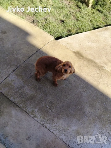 Кокер Шпаньол , снимка 5 - Кокер шпаньол - 53620217