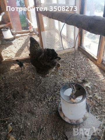 Катунска кокошка с 8 пилета, снимка 2 - Кокошки и пуйки - 46255763