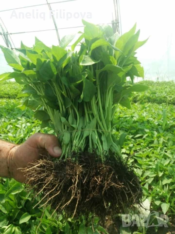 Продавам разсад за Пипер, Домати и Краставици 