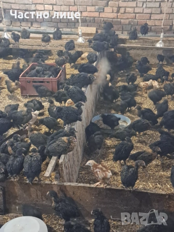 Пилета супер харко, снимка 3 - Кокошки и пуйки - 53442340