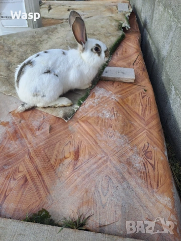 Продавам зайци, снимка 3 - Чинчили - 53402718