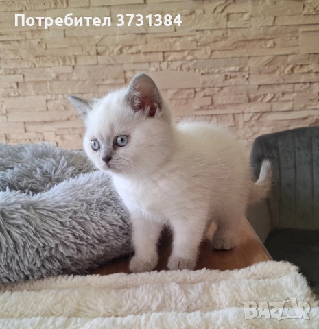 Британско късокосместо колорпойнт коте, снимка 8 - Британска късокосместа - 54058265