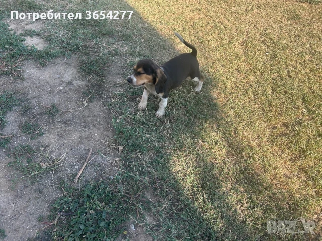 Малки сладури!, снимка 10 - Бигъл - 48236928