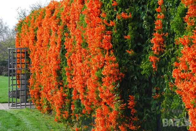 Кампсис, тромпетна лоза (Trumpet vine, Campsis radicans), снимка 8 - Разсади - 47008267