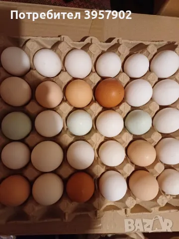 Разплодни яйца от кокошки., снимка 1