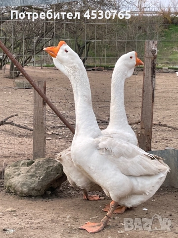 Мъжки Холмогорски Гъски, снимка 8 - Патици и гъски - 53677821