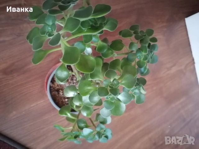 цвете "Дървото на парите" 