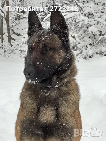 Кученца белгийска овчарка , снимка 11 - Белгийска овчарка - 52937741