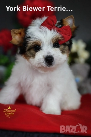 Йоркширски Териер! Мини момиче- Малка принцесса за отговорно семейство!