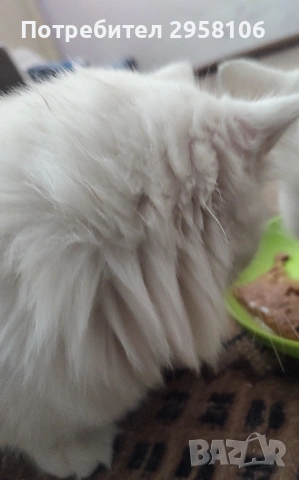 Персийска чинчила, снежно бяла, 5 мес., снимка 12 - Персийска - 53150542