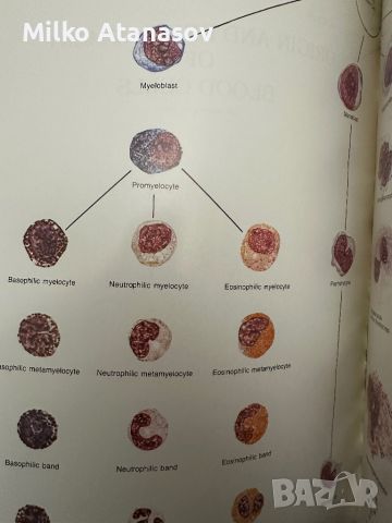 Хематологичен Атлас-The Morphology of Human Blood Cells-Abbot laboratories,1985,p.92, снимка 12 - Специализирана литература - 45372137