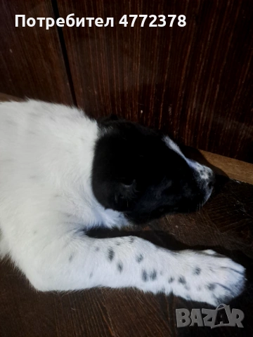 Кучета алабай, снимка 4 - Алабай - 53922033