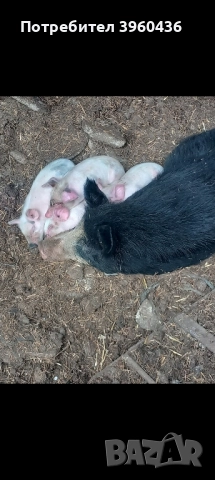 продавам бременна свиня , снимка 2 - Прасета - 52472824