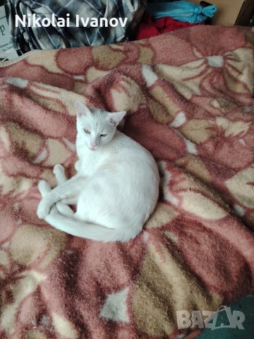 Бяло мъжко коте на 9 месеца , снимка 7 - Други - 53939691