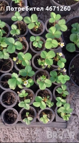 Разсад Ягоди сорт Дели, снимка 6 - Разсади - 52770246