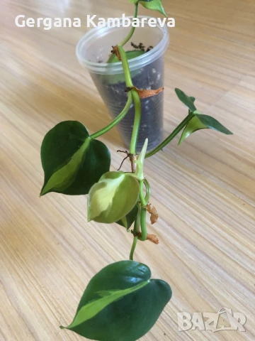 Philodendron Cream Splash 