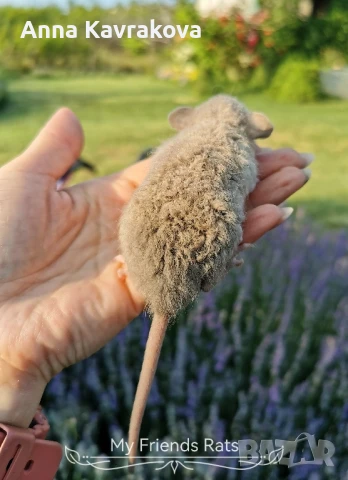 Декоративни плъхчета , снимка 4 - Други - 37326095